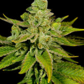 Banana Punch Feminized Cannabis Plant